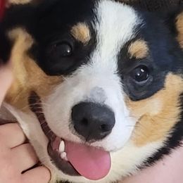 Pembroke Welsh Corgis from Parker's Pembrokes