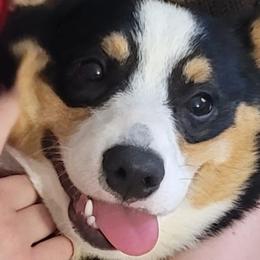 Pembroke Welsh Corgis from Parker's Pembrokes