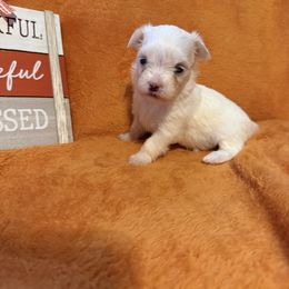 Sadie - White female Maltese puppy in Asheville, North Carolina from TCBs Glowing Maltese