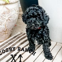 Boy 1 - Black Goldendoodle puppy in Newcastle, Oklahoma from Cosby Ranch Doodles