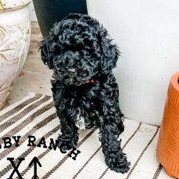 Boy 1 - Black Goldendoodle puppy in Newcastle, Oklahoma from Cosby Ranch Doodles
