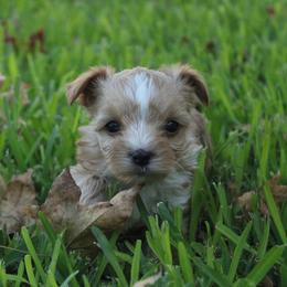 Buttercup - Gold female Yorkshire Terrier puppy in Eastland, Texas from Peach Yorkies