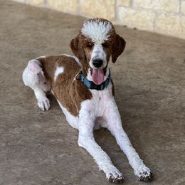 Scarlet - Poodle
