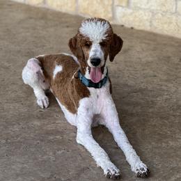Scarlet - Poodle