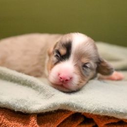 Sylvan - Blue merle and white male American Corgi puppy in Plains, Montana from Diamond Corgis