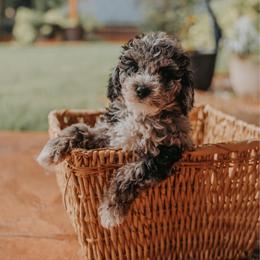 Orange Boy F1B Mini Goldendoodle - Merle male Goldendoodle puppy in Mckinney, Texas from Doodles of North Tx