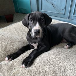 Great Dane Puppies from Altitude Great Danes