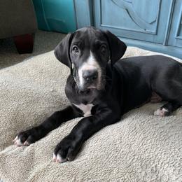 Great Dane Puppies from Altitude Great Danes