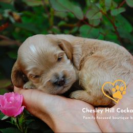 Cockapoo Puppies from Chesley Hill Cockapoos