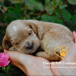 Cockapoo Puppies from Chesley Hill Cockapoos