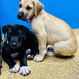 Great Dane Puppies from Florida Danes