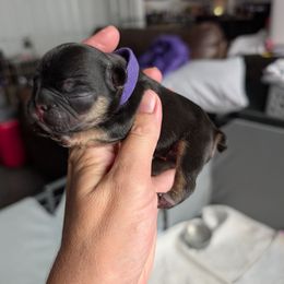 Amethyst - Black and tan female French Bulldog puppy in Springfield, Illinois from Paws n Claws Frenchies