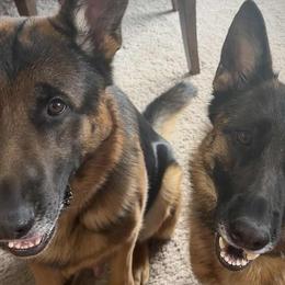 German Shepherds from Misty Hills German Shepherds