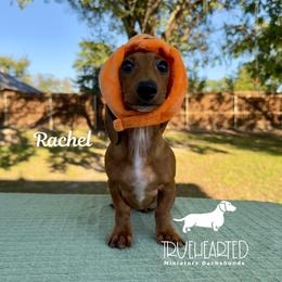 Rachel - Red female Dachshund puppy in Royse City, Texas from Truehearted Miniature Dachshunds