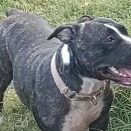 Buttercup - American Staffordshire Terrier
