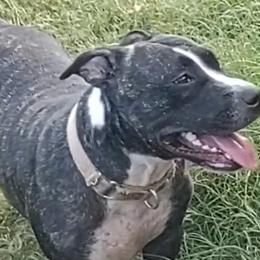 Buttercup - American Staffordshire Terrier