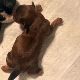 Priyanka - Red female Shih Tzu puppy in Hemet, California from Aloha Shih Tzu