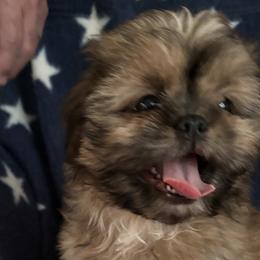 Boy 1 - Red and tan Shih Tzu puppy in Wooster, Ohio from Mending Hearts Shih Tzu's