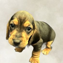 Beagle puppies from Dior & Gunner's beagle adventure