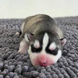 Joker - Black and white male Siberian Husky puppy in Jacksonville, North Carolina from Seabound Siberians