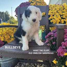 BULLSEYE - Gray and white male Old English Sheepdog puppy in Blackfoot, Idaho from What the Fluff Old English Sheepdog