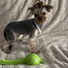 Micro  purse size Bella Rose 7500 - Black and tan female Yorkshire Terrier puppy in Las Vegas, Nevada from Made in Heaven Yorkshire Terrier Las Vegas