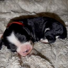 Red collar - Black and white male Cavapoo puppy in Redding, California from Lipscomb Doodles
