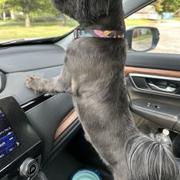 Shih Tzu Puppies from LaDawn’s Little Lions