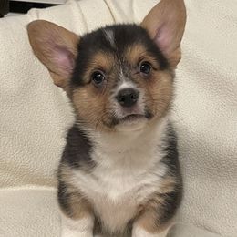 Pembroke Welsh Corgis from 4G Farms