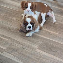Yellow girl - Blenheim female Cavalier King Charles Spaniel puppy in Wimberley, Texas from Amazing AKC Puppies