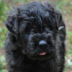 Bouvier des Flandres Puppies from Abken Bouviers
