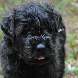 Bouvier des Flandres Puppies from Abken Bouviers