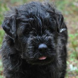 Bouvier des Flandres Puppies from Abken Bouviers