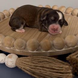 Milky Way - Grizzle and white female Sheepadoodle puppy in Cartersville, Georgia from Simply Blessed Doodles