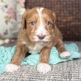 Cobalt - Red male Australian Labradoodle puppy in Decatur, Alabama from Southern Meadows Doodles