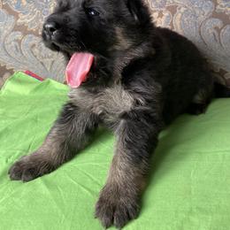 Lime collar boy - Black and tan male German Shepherd puppy in Coleta, Illinois from Four Leaf Farm- Vom Vierblättriges Bauernhof