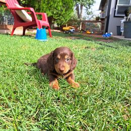 Dachshund Puppies from Apple Valley Dachshunds