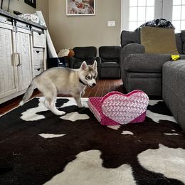 Siberian Husky Puppies from Hargaden Huskies