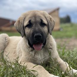 Anatolian Shepherd Dog Puppies from Wild Rooster Family Farm – AKC Anatolian Shepherd Breeder, OFA Health Tested