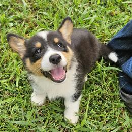 Little Jimber - male American Corgi puppy in Tennessee from Voneida Collies & Corgis