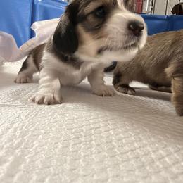 Dachshund Puppies from Dianna Eaves