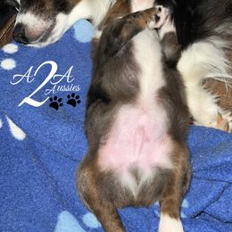 Miniature Australian Shepherd and Toy Australian Shepherd Puppies from A2A Aussies
