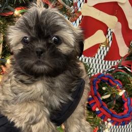 Grace - Gold female Shih Tzu puppy in Hibbing, Minnesota from Iron Range Shih Tzu and Puppies