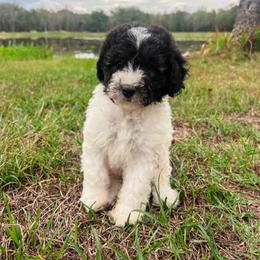 Girl 1 - Black female Sheepadoodle puppy in Sulphur Bluff, Texas from V6 Ranch Dogs