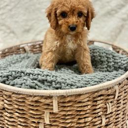 Dolly - Red female Cavapoo puppy in Austin, Texas from Doodles of Central Texas