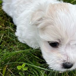 Boy 2 - White Coton de Tulear puppy in St Johns, Michigan from Centennial Farms Cotons