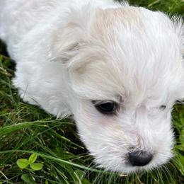 Boy 2 - White Coton de Tulear puppy in St Johns, Michigan from Centennial Farms Cotons