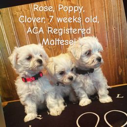Maltese puppies from Playful Paws Maltese and Maltipoos