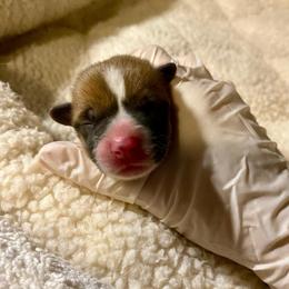 Beatrice - Fawn female Pembroke Welsh Corgi puppy in Grand Junction, Colorado from Mount Garfield Corgis