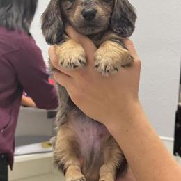 Dachshund Puppies from Wiggles & Wags Dachshund's